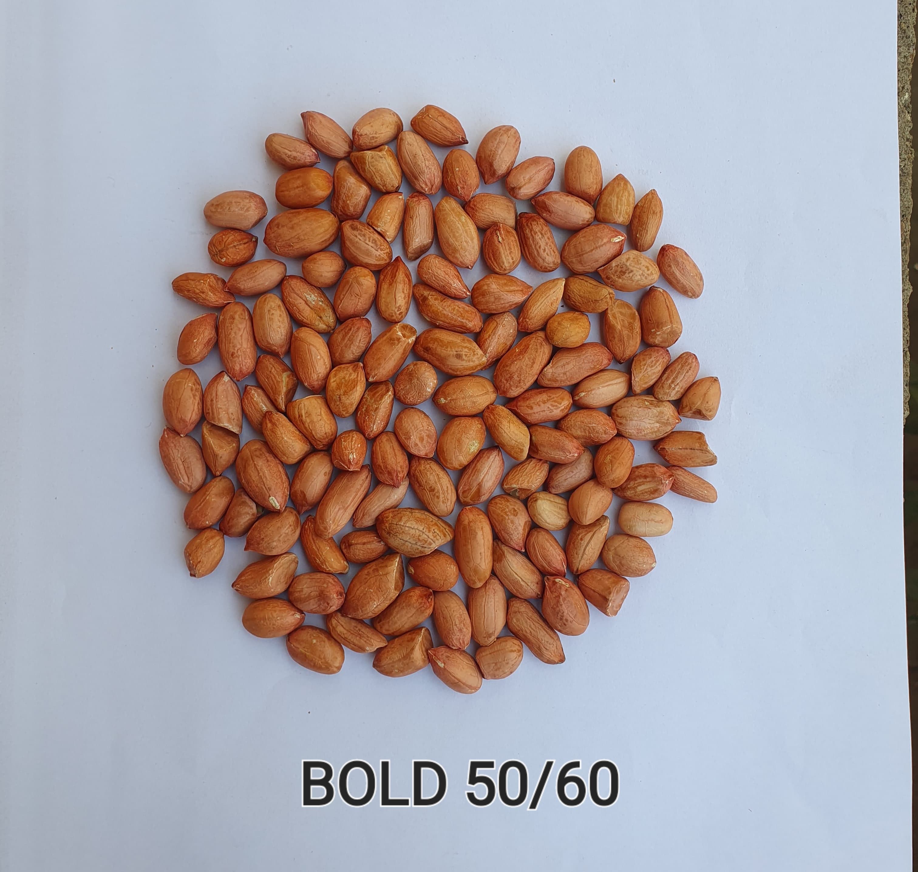 Peanut Seeds Bold